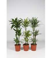 Dracaena overig mixkar