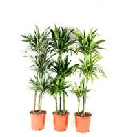 Dracaena mix 90-60-30