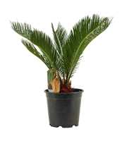 Cycas revoluta A2 17 cm