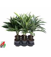 Dracaena mix stam 15cm P13