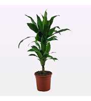 Dracaena Janet Craig 30-10 75cm