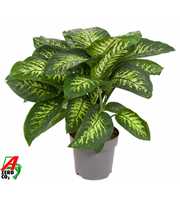 Dieffenbachia Reeva P24