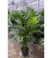 Howea Forsteriana(kentia) P27-160