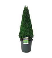 Buxus sempervirens