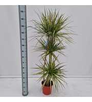 Dracaena Golden Dragon 90/60/30