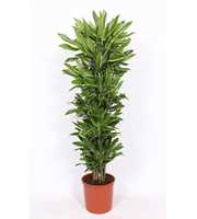 Dracaena Golden Coast