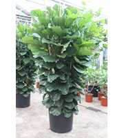 Ficus Lyrata 6 per pot