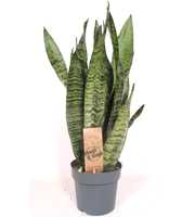 Sansevieria zeylanica XL