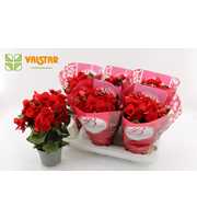 Begonia 13cm Bellisima hoes Ton sur Ton Baladin Re