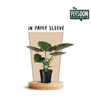 Alocasia Wentii Papieren Hoes