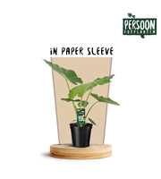 Alocasia Macorrhiza 19 Papieren Hoes