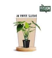 Alocasia Cucullata Papieren Hoes