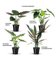 Alocasia gemengd Papieren Hoes