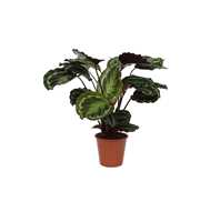 Calathea 19cm Medaillon Rhythm of Nature