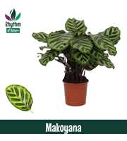 Calathea 14cm Makoyana Rhythm of Nature