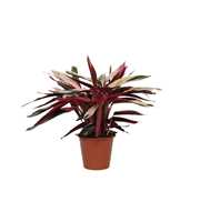 Calathea 19cm Triostar Rhythm of Nature zonder hoe