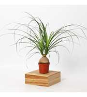 Nolina Recurvata 12cm - 6-8cm knol