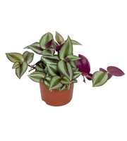 Tradescantia zebrina 'Violet Hill' 9CM