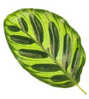 Calathea 17cm Makoyana Rhythm of Nature zonder hoe