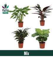 Calathea 17cm gemengd zonder hoes