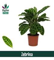 Calathea 14cm Zebrina Rhythm of Nature