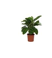 Calathea 14cm Zebrina Rhythm of Nature zonder hoes