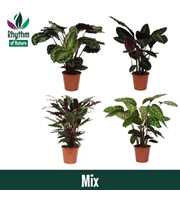 Calathea 19cm gemengd Rhythm of Nature