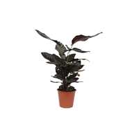 Calathea 19cm Ornata Rhythm of Nature zonder hoes