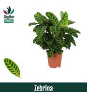 Calathea 19cm Zebrina Rhythm of Nature