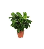 Calathea 19cm Zebrina Rhythm of Nature zonder hoes