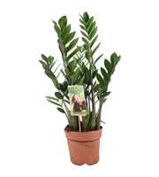 Zamioculcas 4-5 veren - hoogte 55-60 cm.