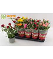 Rosa 12 cm Lotz of Roses Jewel Mix Six Colours