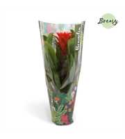 Guzmania Rockyflower Hope Jungle