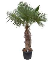 Trachycarpus fortunei P50