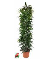 Ficus Alii king zuil P32 (NO GAP)