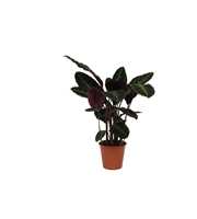 Calathea 19cm Warcewiczii Rhythm of Nature