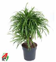 Dracaena Anita variegata vertakt P21