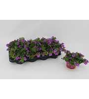Calibrachoa Rave Blue Striped 13cm