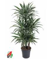 Dracaena Warneckei 90-carrousel