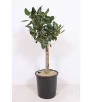 Ficus Benghalensis