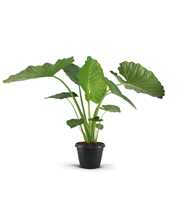 Alocasia Macrorrhiza 35c