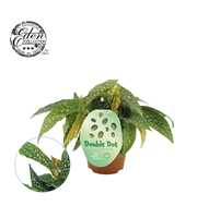 Begonia cane Double Dot 12cm