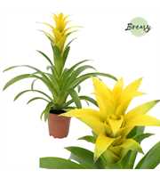 Guzmania Suerte Yellow