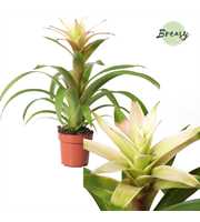 Guzmania Suerte White