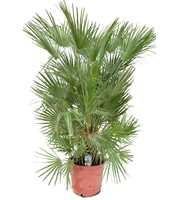 Chamaerops humilis P30