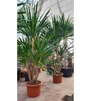 Dracaena Gymea