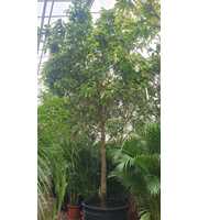 Ficus Amstel King