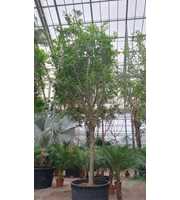 Ficus Nitida