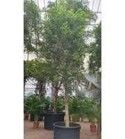 Ficus Nitida