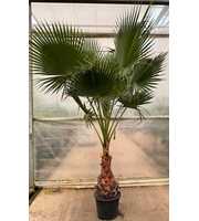 Washingtonia robusta P60 1PP